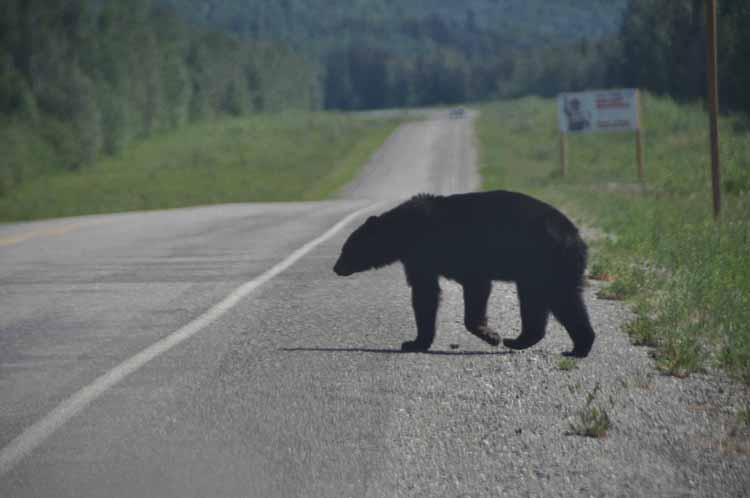 black bears